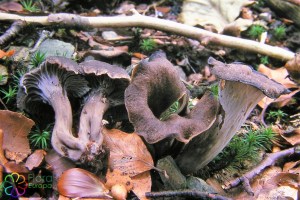 Grauwe cantharel Cantharellus cinereus4